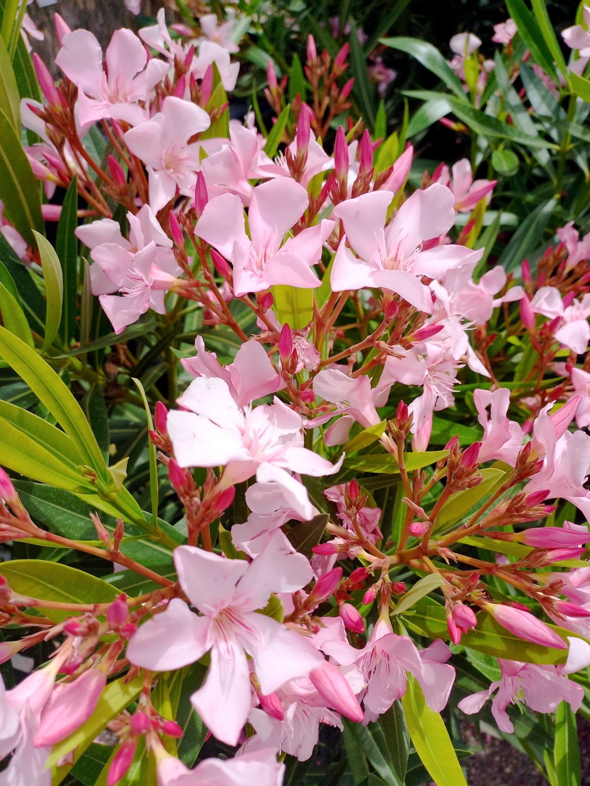 Les Jardins des Monts d'Or Jardinerie à Limonest & Marcyl'Étoile