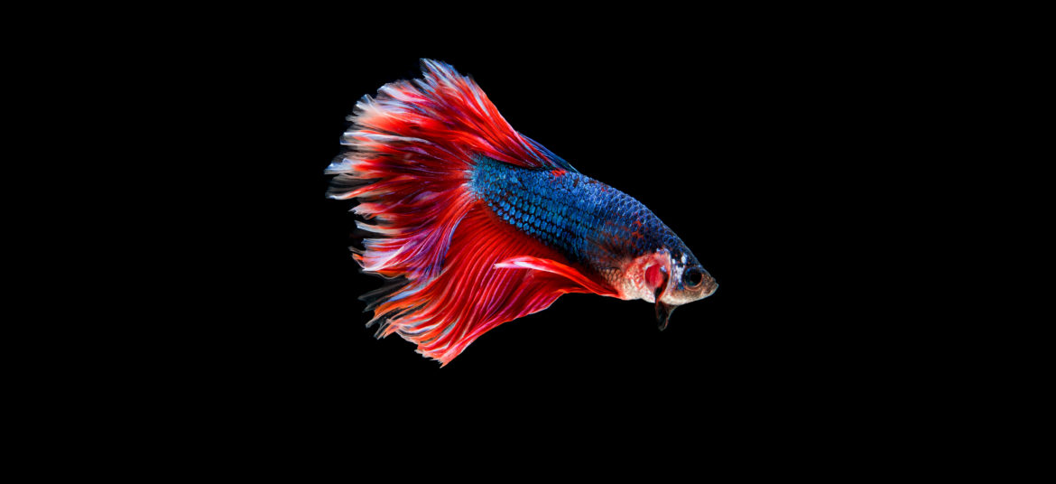 Beautiful colorful of siamese betta fish
