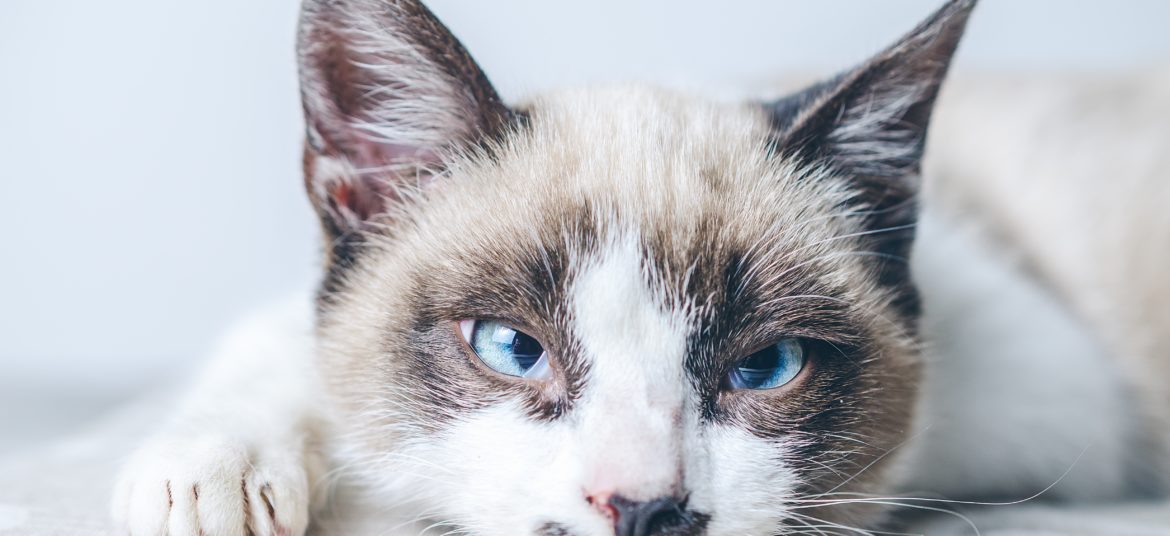 A closeup shot of the brown and white face of a cute blue-eyed cat