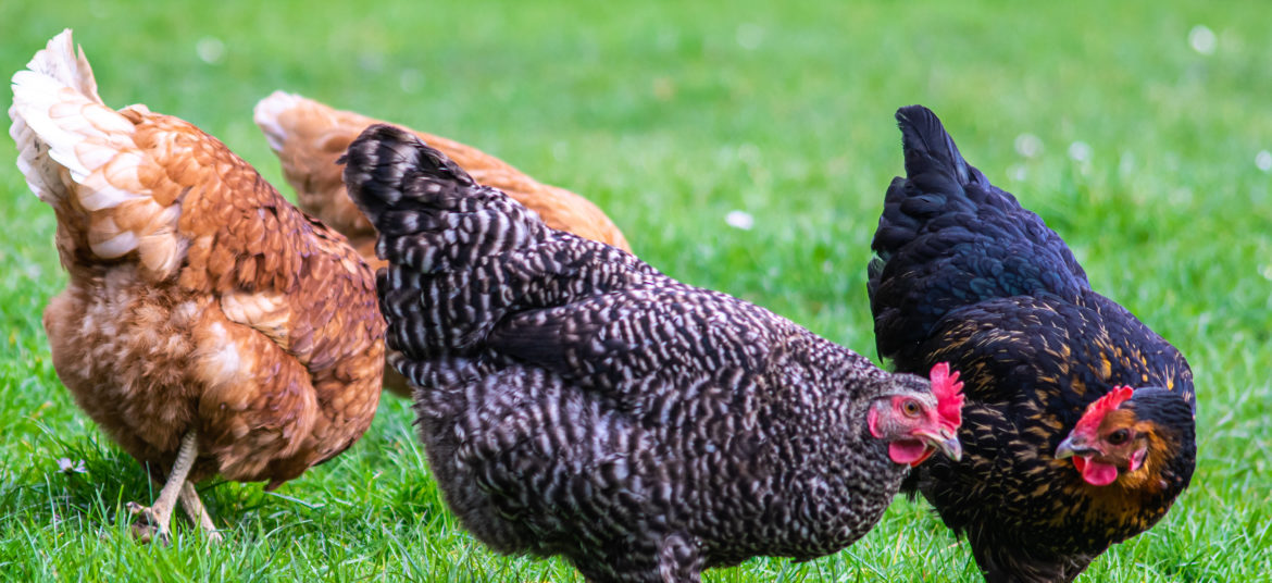 A closeup shot of a group of chickens grazing on a field