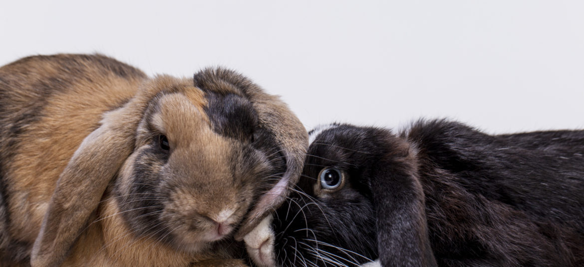 fluffy-rabbit-pet-portrait