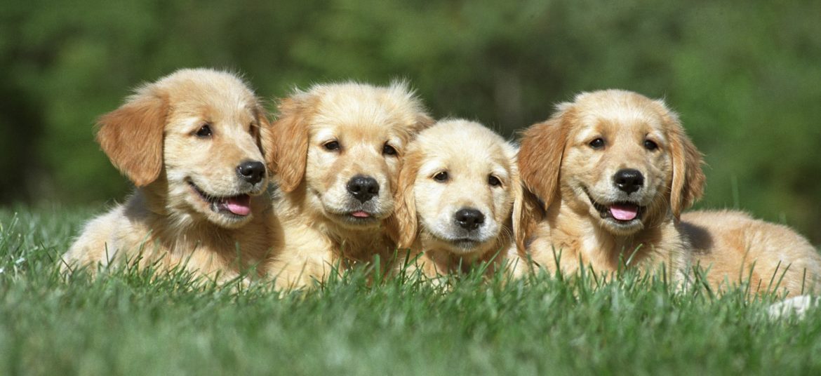 A shallow focus shot of a four cute Golden Retriever puppies resting on a grass ground with a blurred background