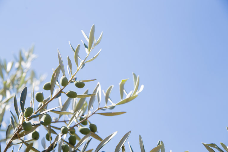 olive-trees