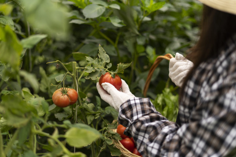 side-view-woman-picking-tomatoes