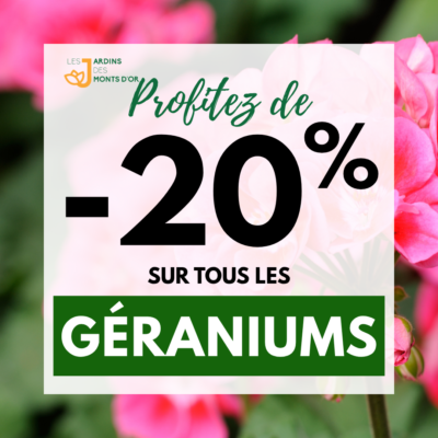 geranium 20