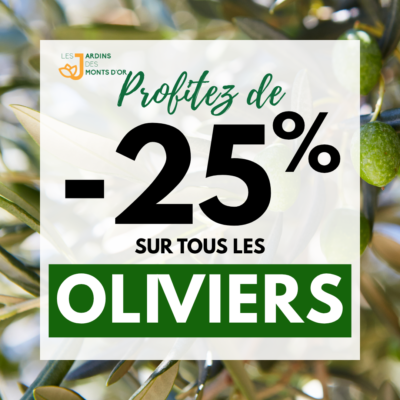 olivier 25